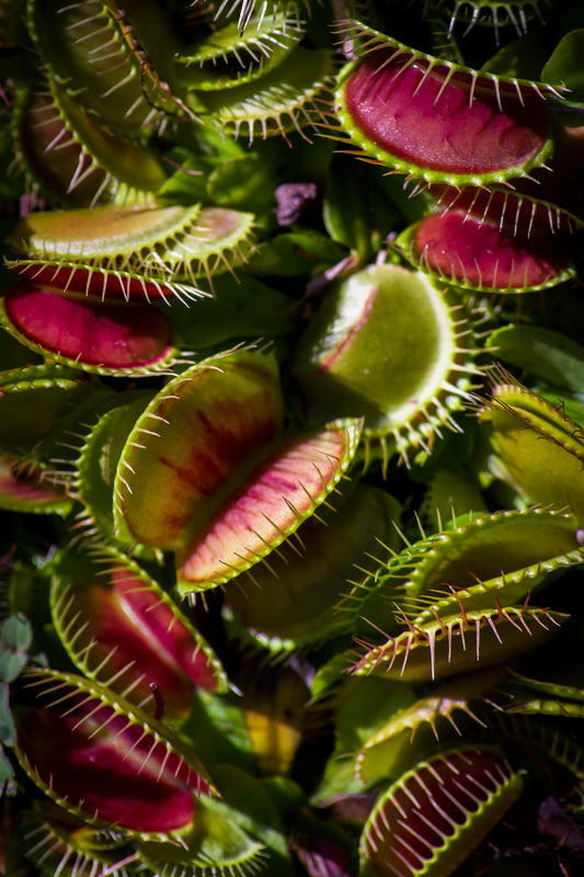 Fanged Flora